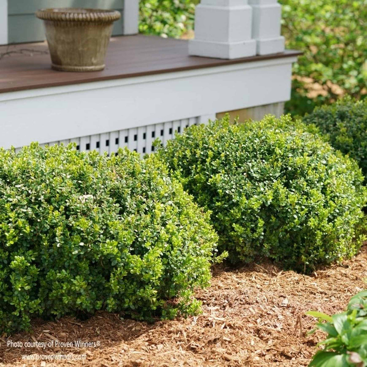 Sprinter® Boxwood | Fast Growing Shrub – Almanac Planting Co