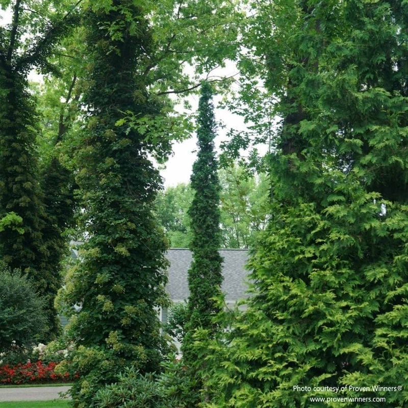 Sting™ Arborvitae