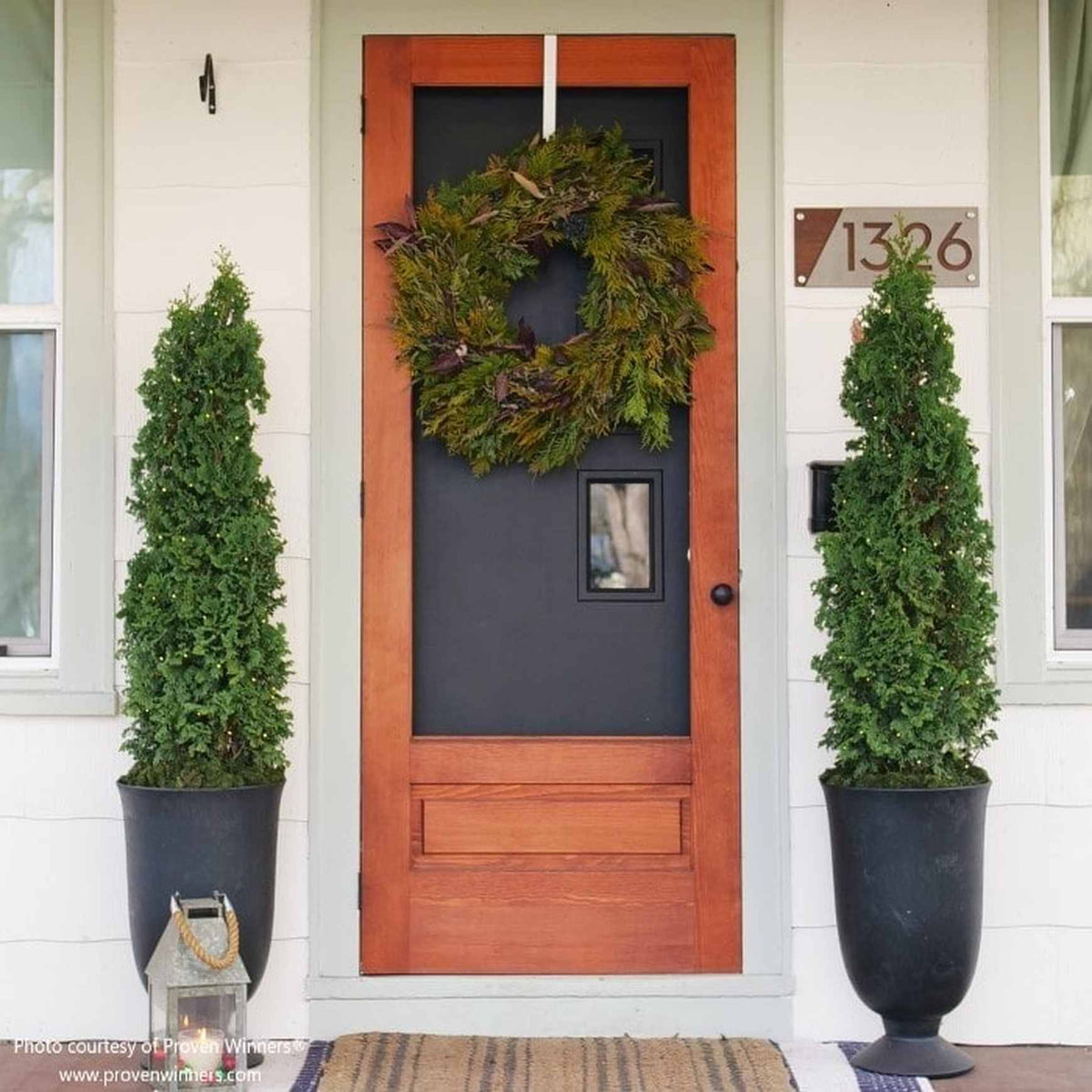 Almanac Planting Co Sting™ Arborvitae by Proven Winners. Two arbs planted in containers on a patio. There is a fresh evergreen wreath on the door between them.