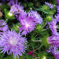 Almanac Planting Co: This vibrant shot showcases Stokes’ Aster ‘Peachie’s Pick’ in full bloom, featuring its striking lavender-purple petals and distinctive spiky appearance. Ideal for sunny borders and pollinator gardens, this long-blooming perennial adds texture and color throughout the summer.