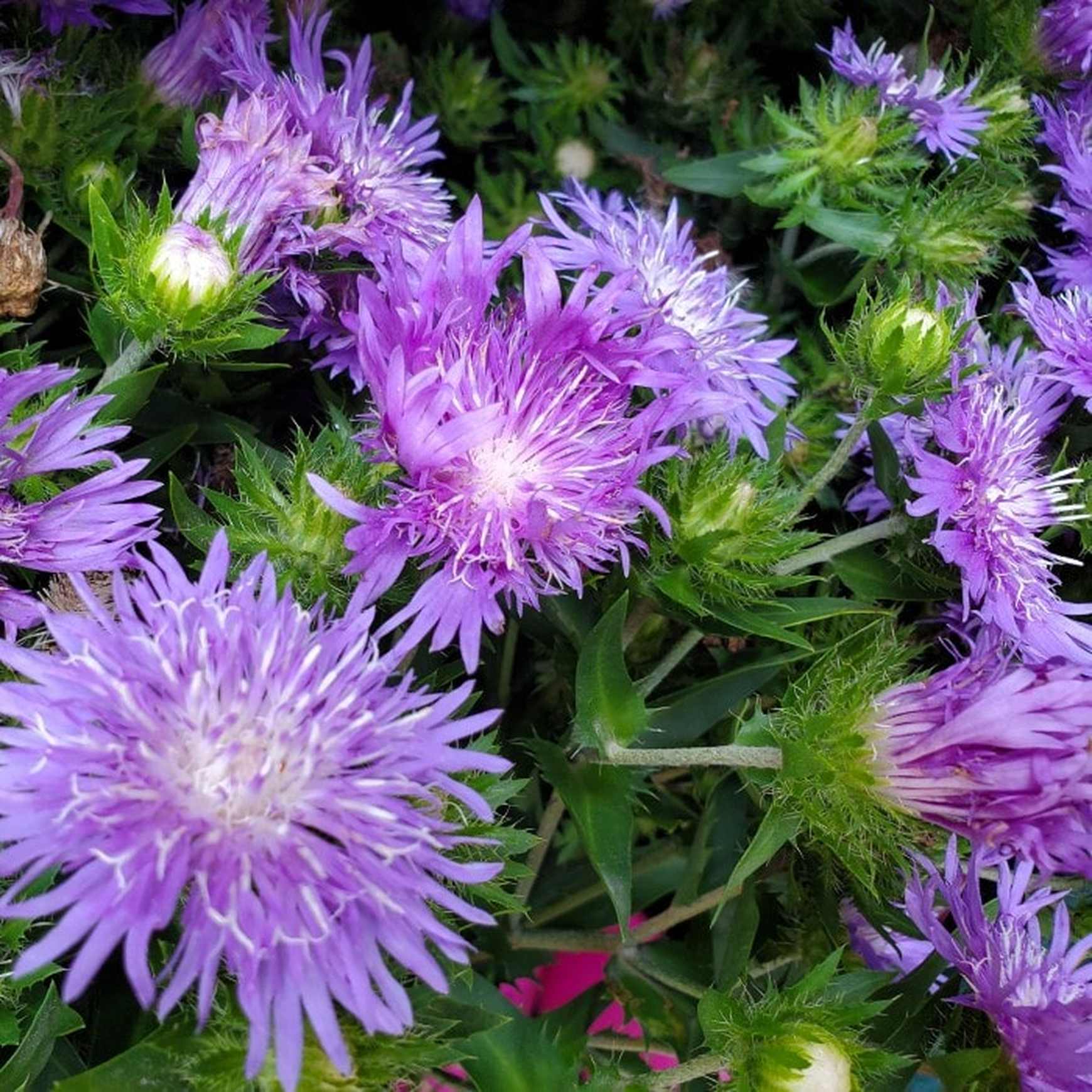 Almanac Planting Co: This vibrant shot showcases Stokes’ Aster ‘Peachie’s Pick’ in full bloom, featuring its striking lavender-purple petals and distinctive spiky appearance. Ideal for sunny borders and pollinator gardens, this long-blooming perennial adds texture and color throughout the summer.