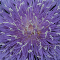 Almanac Planting Co: A close-up of Stokes’ Aster ‘Peachie’s Pick’ reveals its intricate flower structure with feathery lavender petals and creamy stamens. This image captures the fine details that make this native cultivar a favorite for gardeners looking to support bees and butterflies.