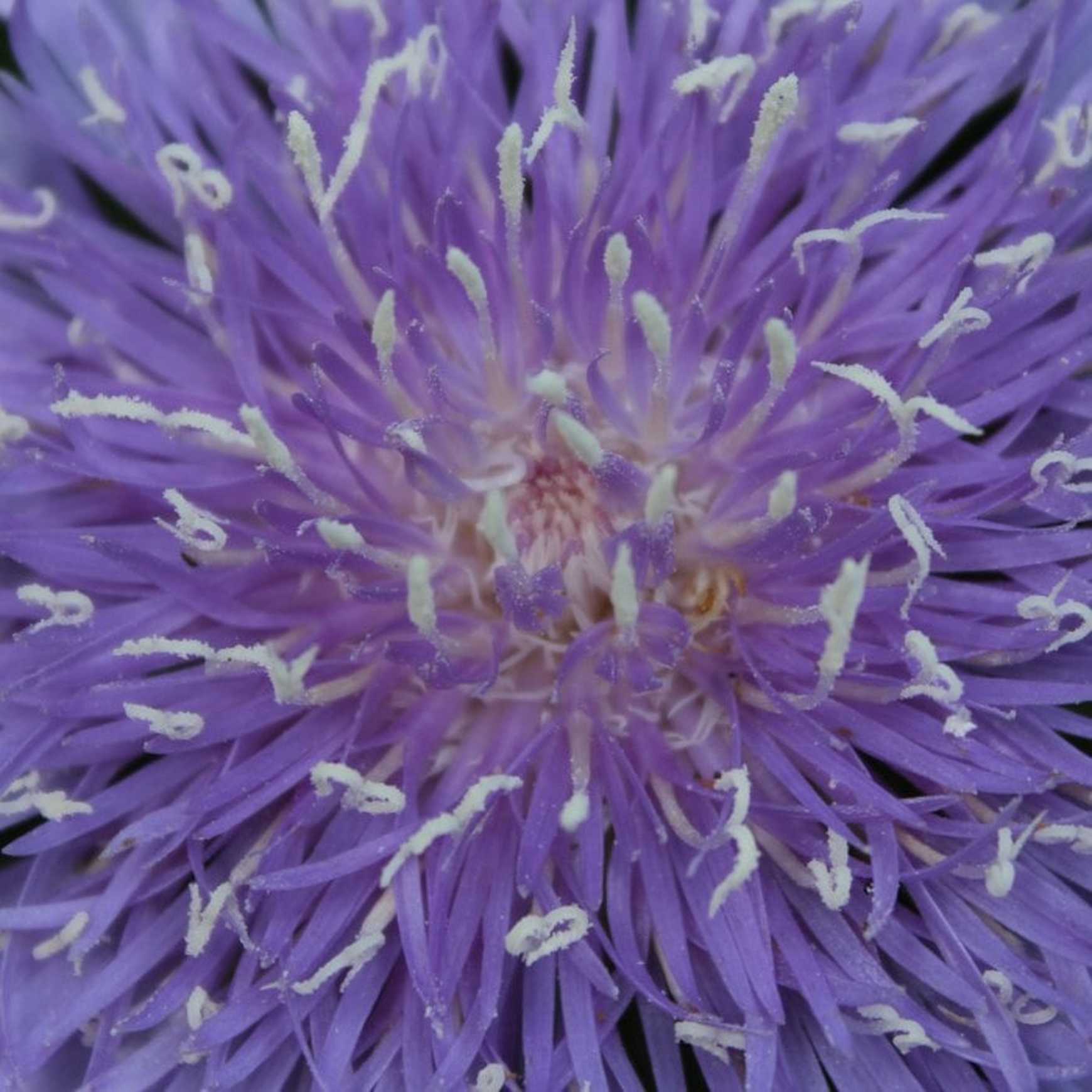 Almanac Planting Co: A close-up of Stokes’ Aster ‘Peachie’s Pick’ reveals its intricate flower structure with feathery lavender petals and creamy stamens. This image captures the fine details that make this native cultivar a favorite for gardeners looking to support bees and butterflies.