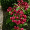 Almanac Planting Co: Stoplight Mountain Laurel in full bud, showing dense clusters of vivid red blooms set against glossy evergreen foliage.