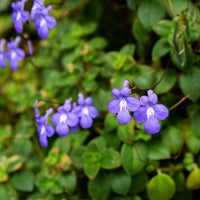 Almanac Planting Co: Streptocarpella 'Concord Blue' in bloom showcasing it's blueish purple flowers with white centers.