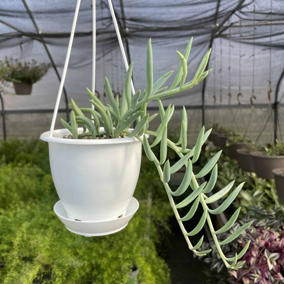 Almanac Planting Co String of Fishhooks (Senecio radicans). Growing in a  5" white plastic hanging basket.