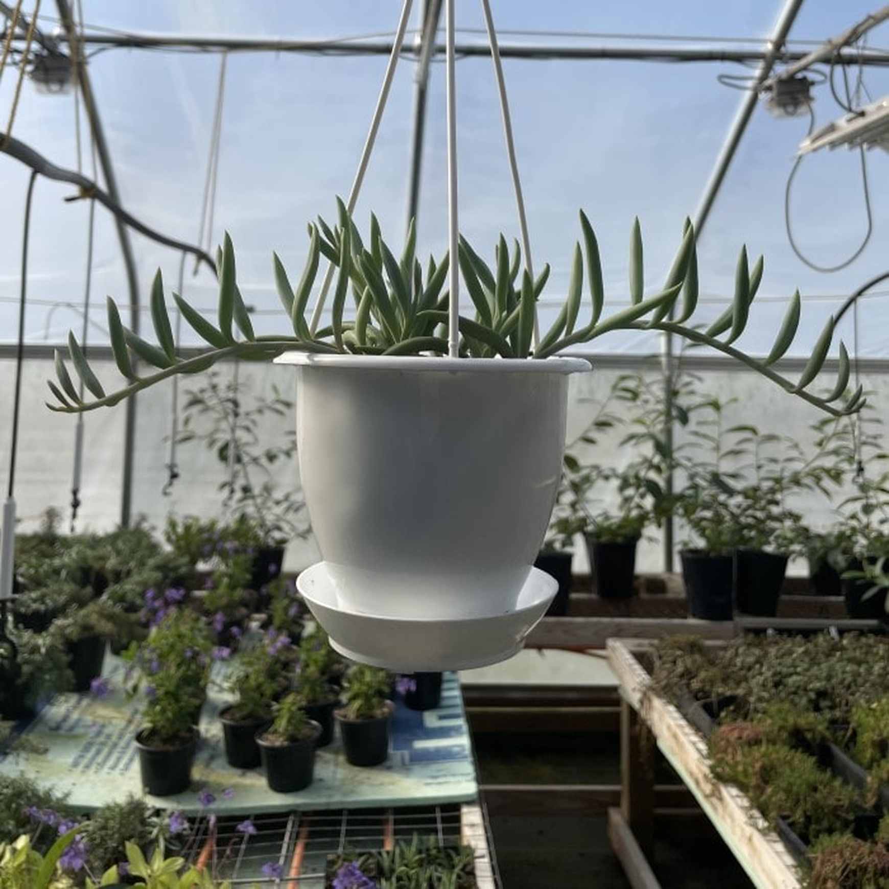 Almanac Planting Co String of Fishhooks (Senecio radicans). Growing in a 5" white plastic hanging basket in a greenhouse.