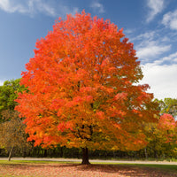 Sugar Maple