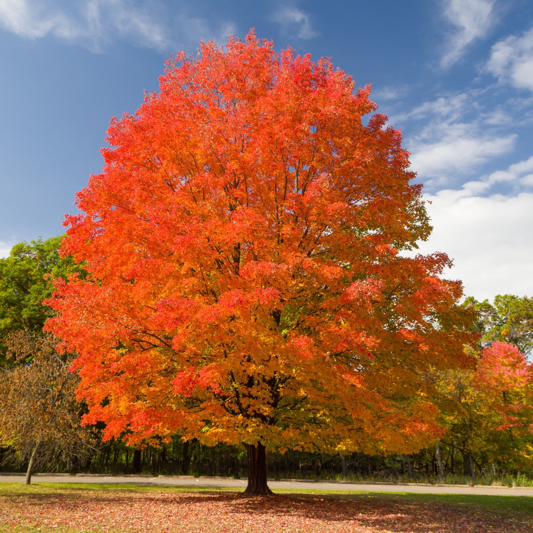 Sugar Maple