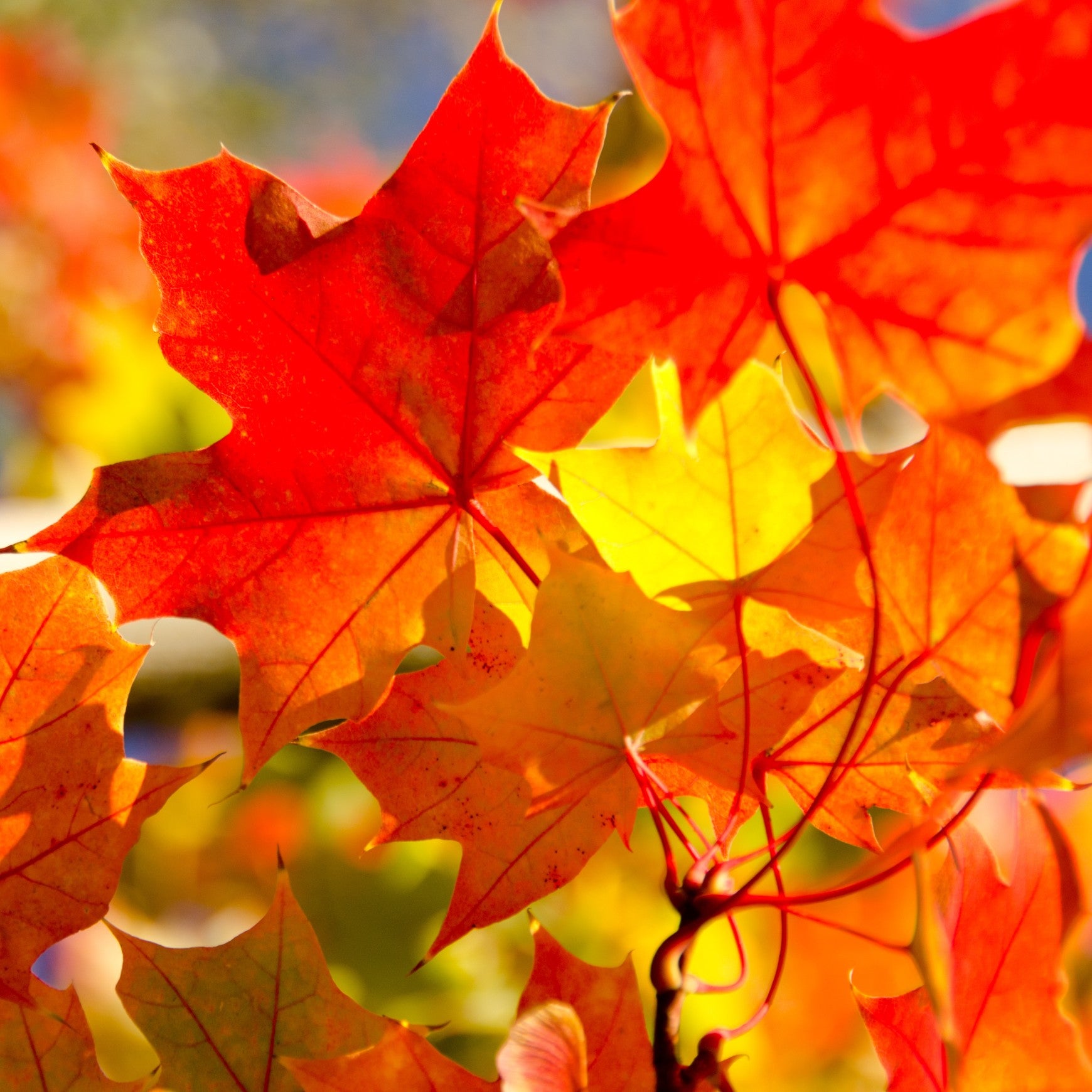 Sugar Maple