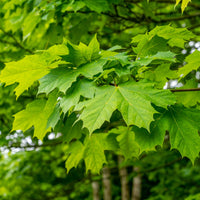 Sugar Maple