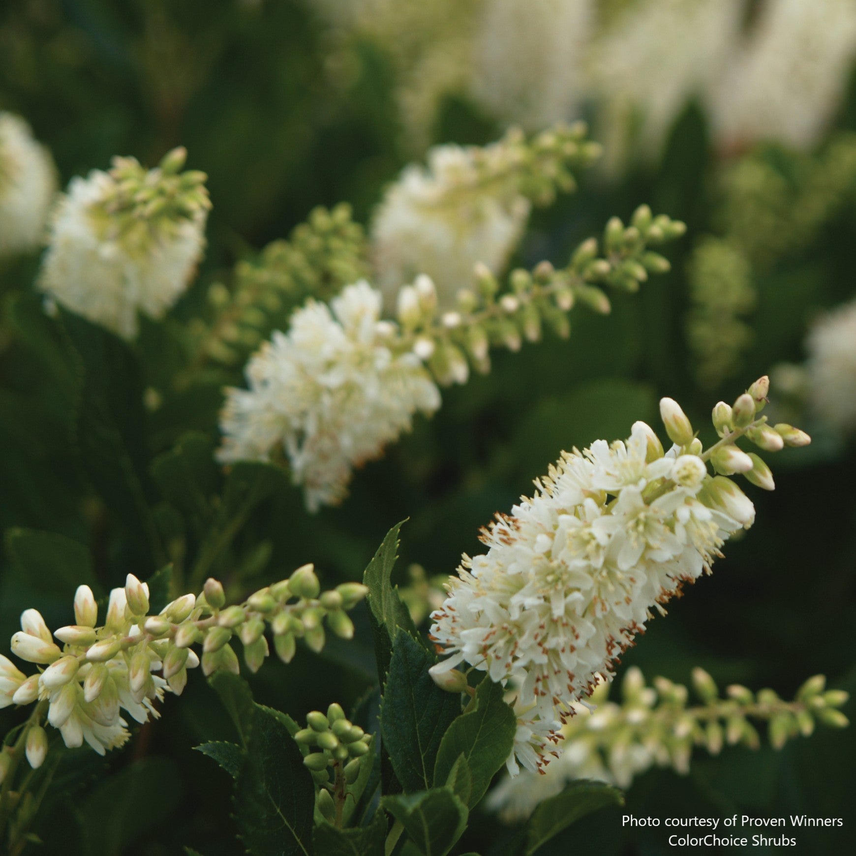 Sugartina® 'Crystalina' Summersweet