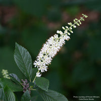 Sugartina® 'Crystalina' Summersweet