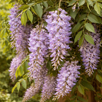 Summer Cascade™ Wisteria