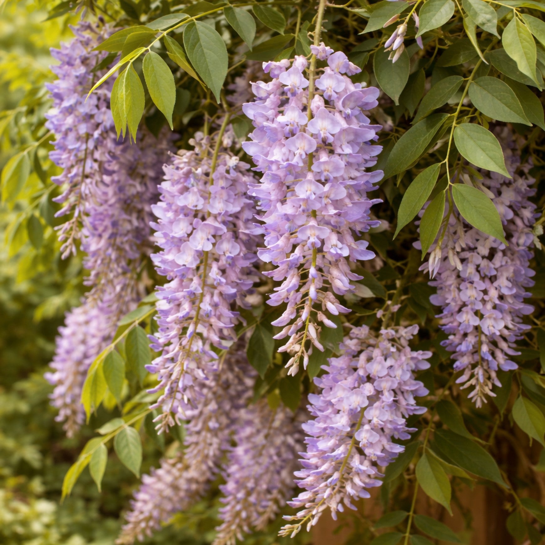 Summer Cascade™ Wisteria