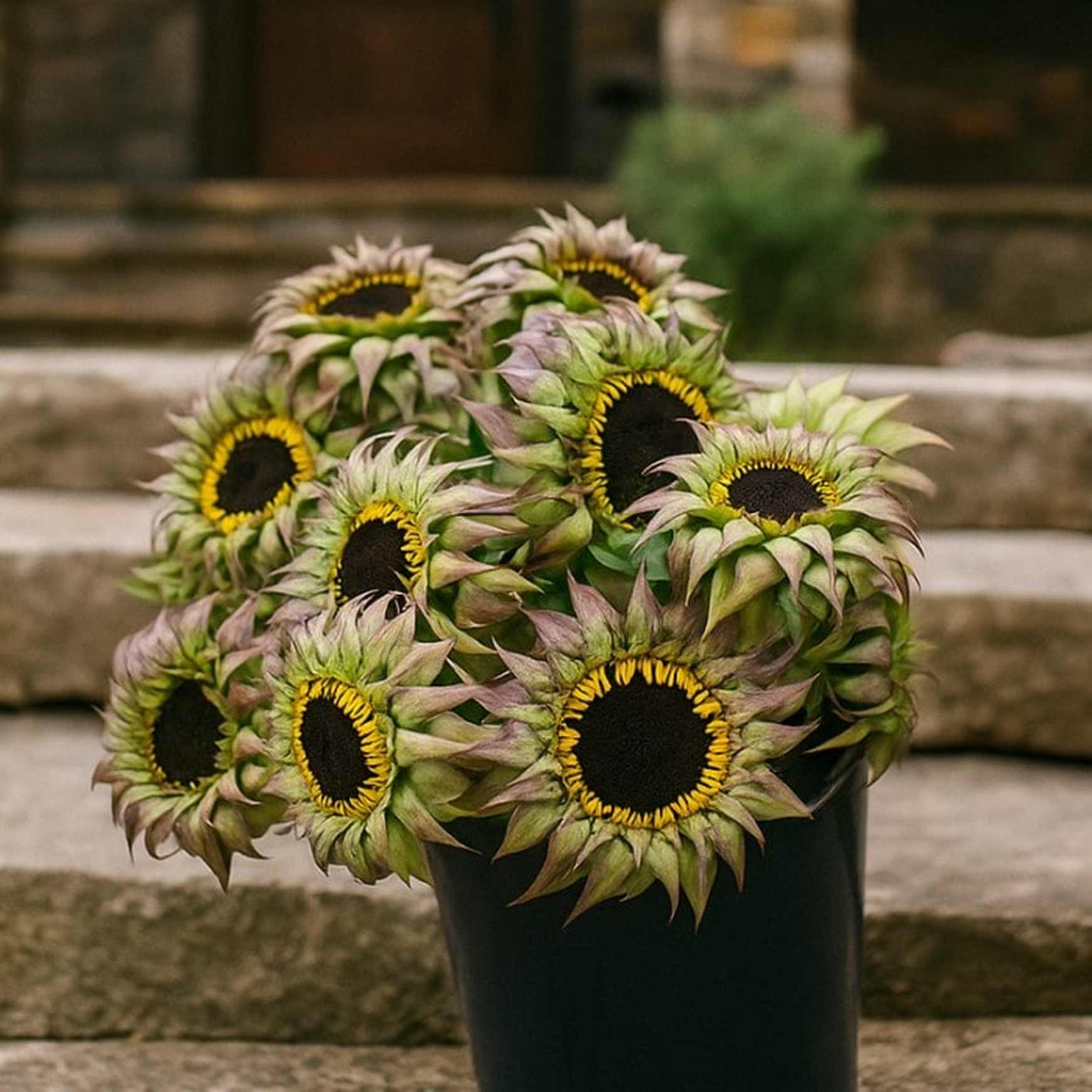 Almanac Planting Co: SunFill Purple Sunflower stems prepared for floral arrangements