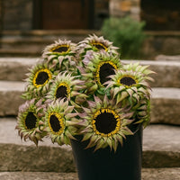 Almanac Planting Co: SunFill Purple Sunflower stems prepared for floral arrangements