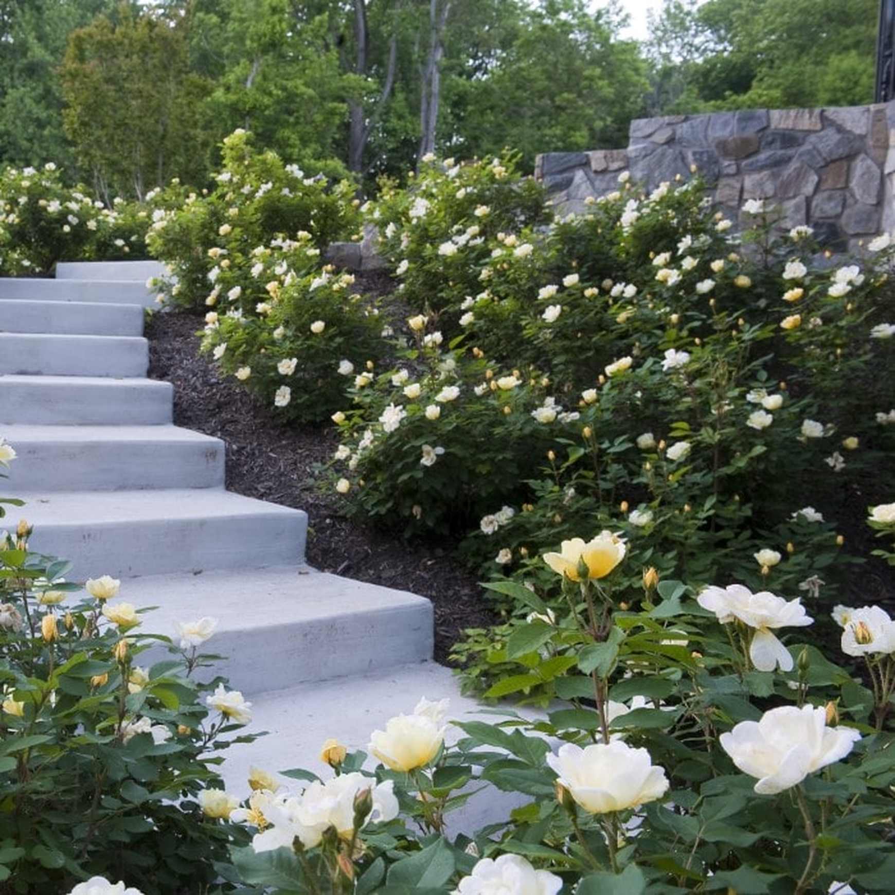 Sunny Knock Out® Rose | Landscape Rose – Almanac Planting Co