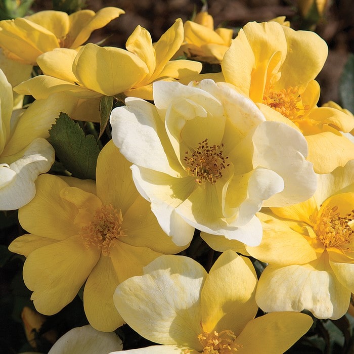 Almanac Planting Co: A vibrant display of 'Sunny Knock Out' Rose (Rosa 'Radsunny') flowers, with the focus on the bright yellow blooms that offer a continuous color and natural beauty. Ideal for attracting pollinators, this image emphasizes the rose's role in creating eco-friendly gardens and its popularity among homeowners seeking to add a touch of elegance to their eco-gardening efforts.