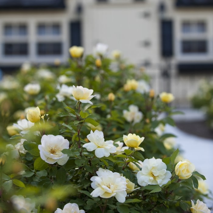 Almanac Planting Co: A close-up view of 'Sunny Knock Out' Rose (Rosa 'Radsunny') blossoms, with their creamy yellow petals transitioning to white towards the edges. This image showcases the vibrant, disease-resistant blooms perfect for gardeners seeking low-maintenance, repeat-flowering roses for their landscaping and garden design projects.