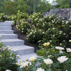 Almanac Planting Co: This landscape view of 'Sunny Knock Out' Rose (Rosa 'Radsunny') showcases the plant's ability to create a lush, colorful border along garden pathways. The image highlights the rose's use in mass plantings, offering a sustainable, easy-care choice for garden designers aiming to achieve a long-lasting floral display in urban gardens or public parks.