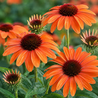 Sunseekers® Mineola Coneflower