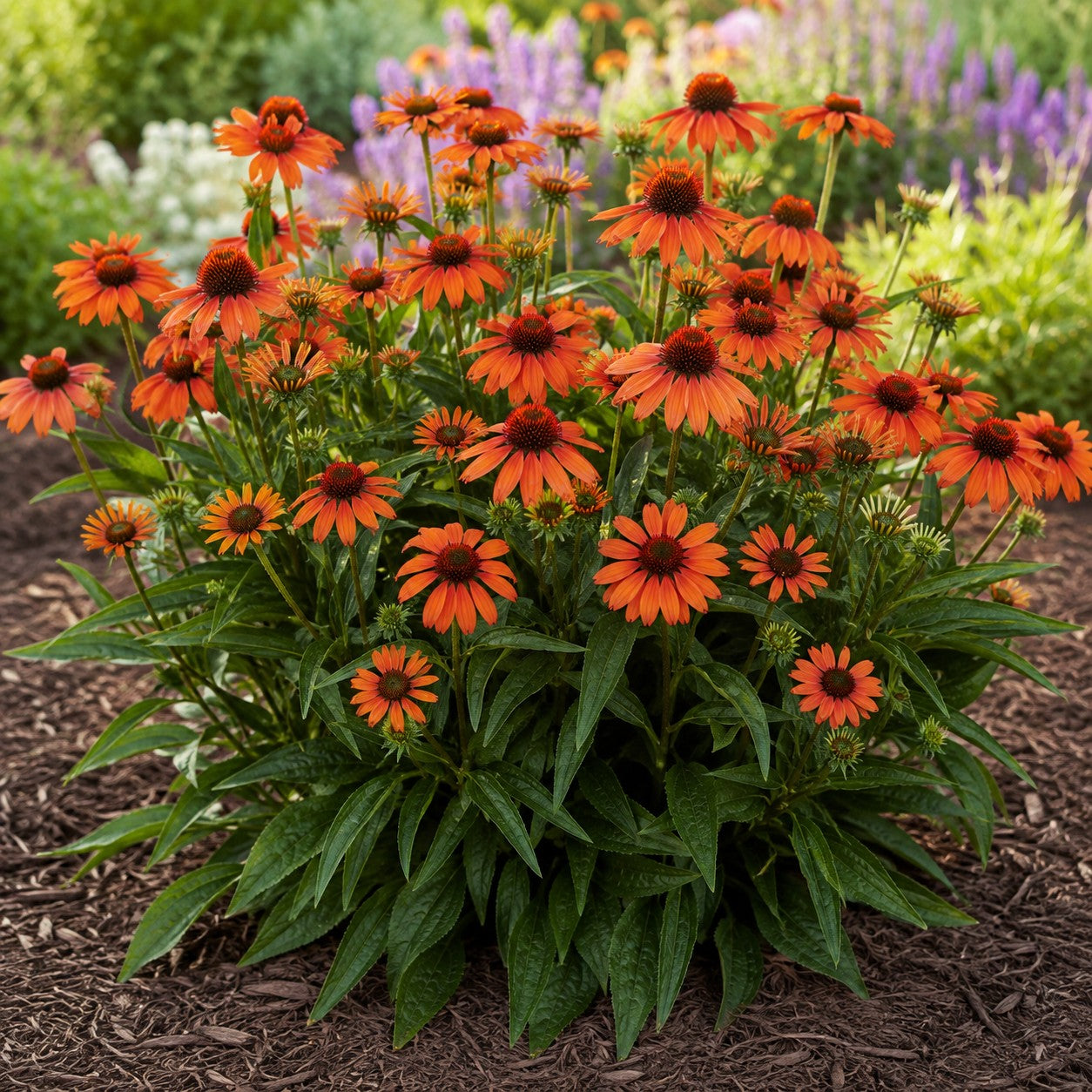 Sunseekers® Mineola Coneflower