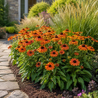 Sunseekers® Mineola Coneflower