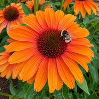 Sunseekers® Mineola Coneflower