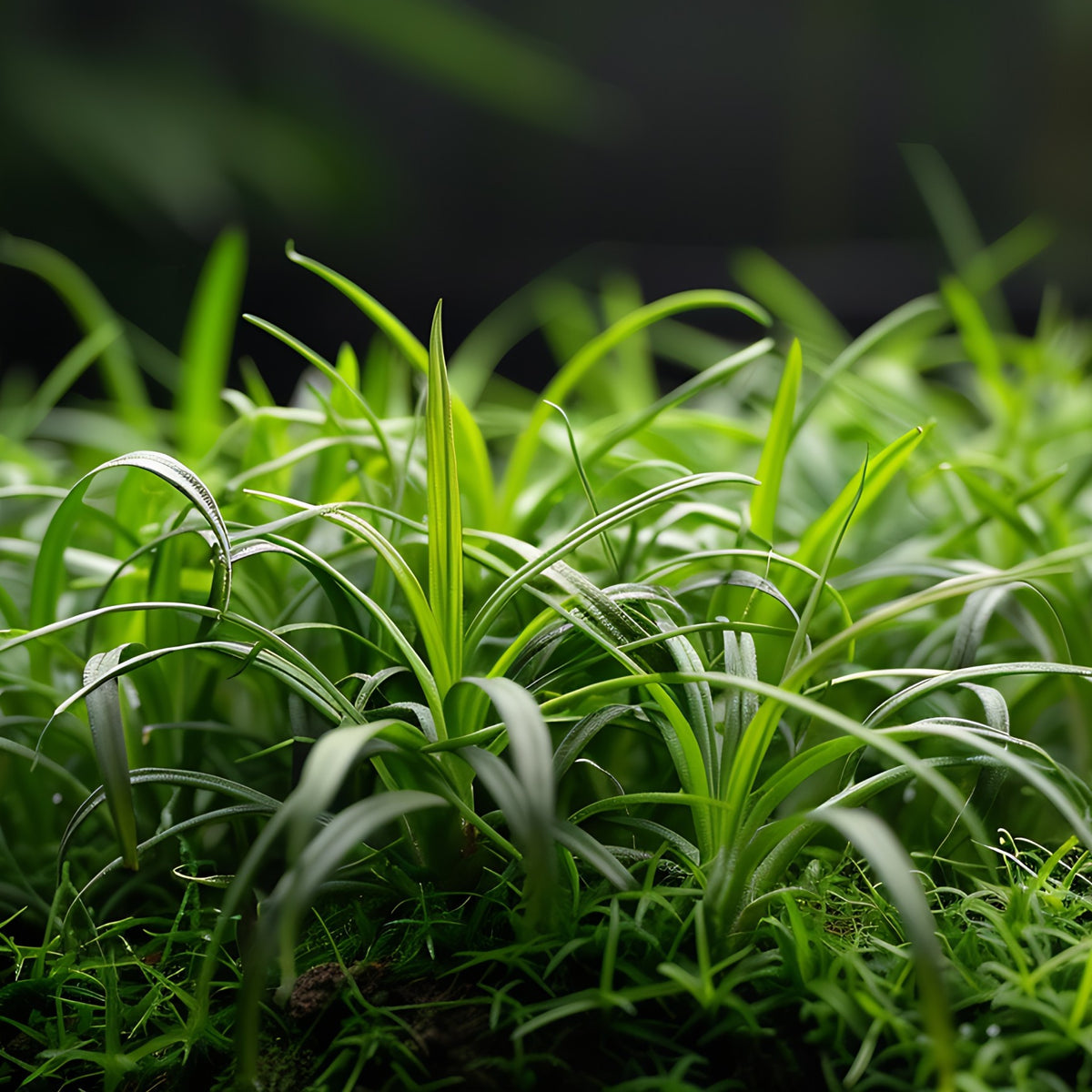 Almanac Planting Co: Super Dwarf Mondo Grass forming an ultra-low evergreen groundcover between stone pavers