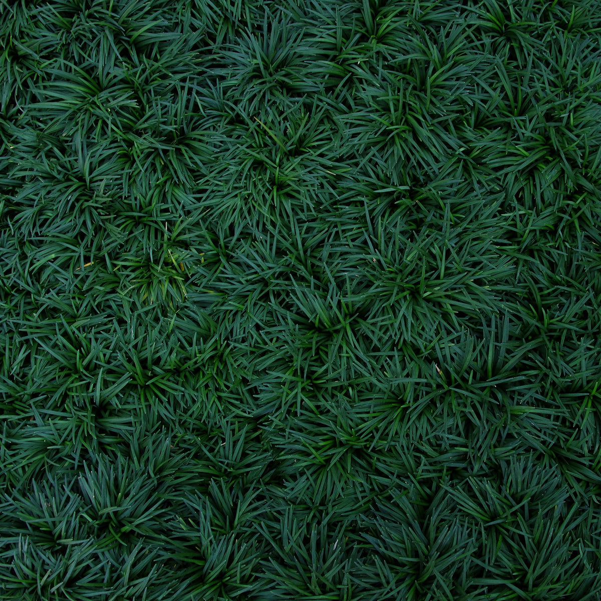 Almanac Planting Co: Close-up view of Super Dwarf Mondo Grass showing fine, dense evergreen foliage