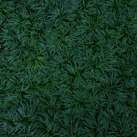 Almanac Planting Co: Close-up view of Super Dwarf Mondo Grass showing fine, dense evergreen foliage