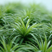 Almanac Planting Co: Super Dwarf Mondo Grass planted between stepping stones in a shaded garden path
