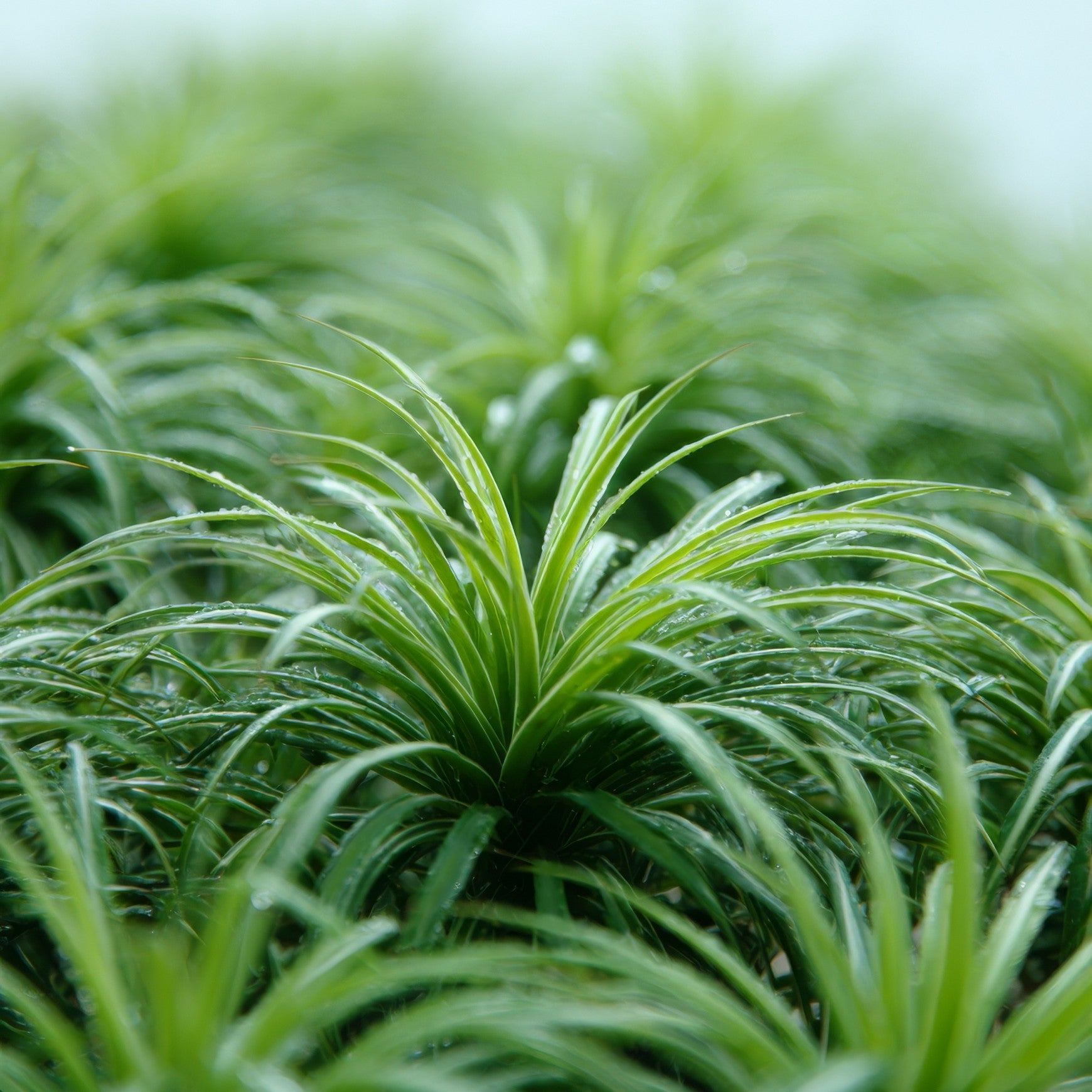 Almanac Planting Co: Super Dwarf Mondo Grass planted between stepping stones in a shaded garden path