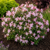 Almanac Planting Co: Swamp Azalea 'Pink Mist' forming a rounded shrub covered in soft pink flowers in a landscaped garden bed