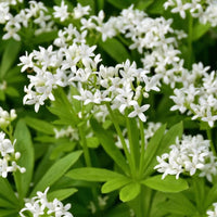 Almanac Planting Co Sweet Woodruff (Galium odoratum) in bloom growing in a mass