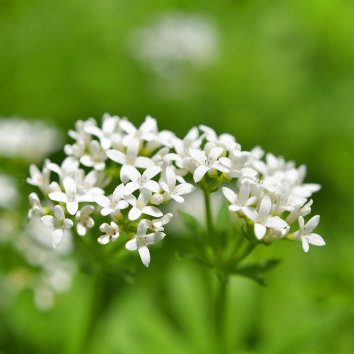 Almanac Planting Co Sweet Woodruff (Galium odoratum) white blooms as the focal point against a blurry green background.