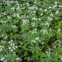 Almanac Planting Co: A carpet of Sweet Woodruff (Galium odoratum) enlivens the garden floor with its whorls of vibrant green leaves and clusters of dainty white flowers, an ideal ground cover for shady areas and woodland gardens known for its sweet-scented foliage and low-growing habit.