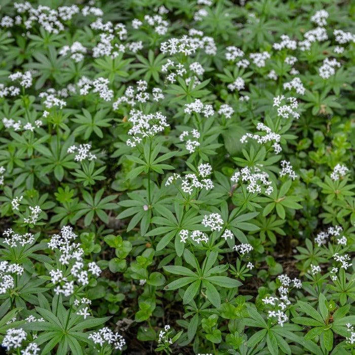 Almanac Planting Co: A carpet of Sweet Woodruff (Galium odoratum) enlivens the garden floor with its whorls of vibrant green leaves and clusters of dainty white flowers, an ideal ground cover for shady areas and woodland gardens known for its sweet-scented foliage and low-growing habit.