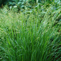 Switch Grass