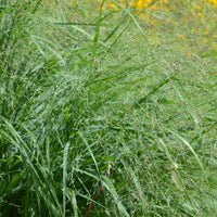 Switch Grass