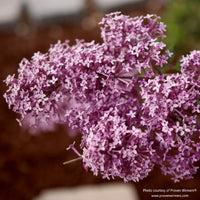 Almanac Planting Co: Proven Winners® 'Bloomerang Dark Purple' Lilac close-up, displaying dense clusters of deep purple flowers.