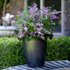 Almanac Planting Co: Proven Winners® 'Bloomerang Dark Purple' Lilac in full bloom, showcased in a tall outdoor planter.