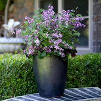 Almanac Planting Co: Proven Winners® 'Bloomerang Dark Purple' Lilac in full bloom, showcased in a tall outdoor planter.