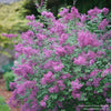 Almanac Planting Co: Proven Winners® 'Bloomerang Dark Purple' Lilac showing a profusion of purple flowers against green foliage.
