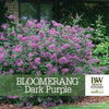 Almanac Planting Co: Proven Winners® 'Bloomerang Dark Purple' Lilac close-up, displaying dense clusters of deep purple flowers.