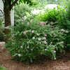 Almanac Planting Co: A mature Bloomerang® Dwarf Pink Lilac shrub featured in a shady garden corner, flowering beautifully even in dappled light. Its refined habit and continuous blooming cycle make it a standout option for long-season color in a manageable, space-saving form.