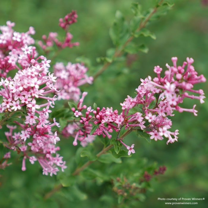 Almanac Planting Co: Bloomerang® Dwarf Pink Lilac captured in a vibrant garden bed, surrounded by lush greenery. This reblooming lilac delivers exceptional fragrance and a compact growth habit, making it an ideal choice for pollinator gardens and decorative hedging in tight spaces.