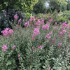 Almanac Planting Co: A gorgeous display of Bloomerang® Dwarf Pink Reblooming Lilac in full bloom, showing off clusters of delicate pink flowers that bring a romantic charm to any garden. This compact shrub from Proven Winners is perfect for foundation plantings, borders, or small landscapes, offering reblooming color throughout the growing season.