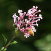 Almanac Planting Co: A close-up view of Bloomerang® Dwarf Pink Lilac flowers with a busy bee visiting the fragrant blooms. This Proven Winners lilac is beloved for its extended bloom time and ability to attract pollinators, adding beauty and ecological benefit to sunny landscapes.
